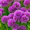 Allium Millenium Flower Seeds - Ornamental Onion, Lavender, Hardy - 200 Seeds - Image 1