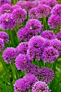 Allium Millenium Flower Seeds - Ornamental Onion, Lavender, Hardy - 200 Seeds - Image 1