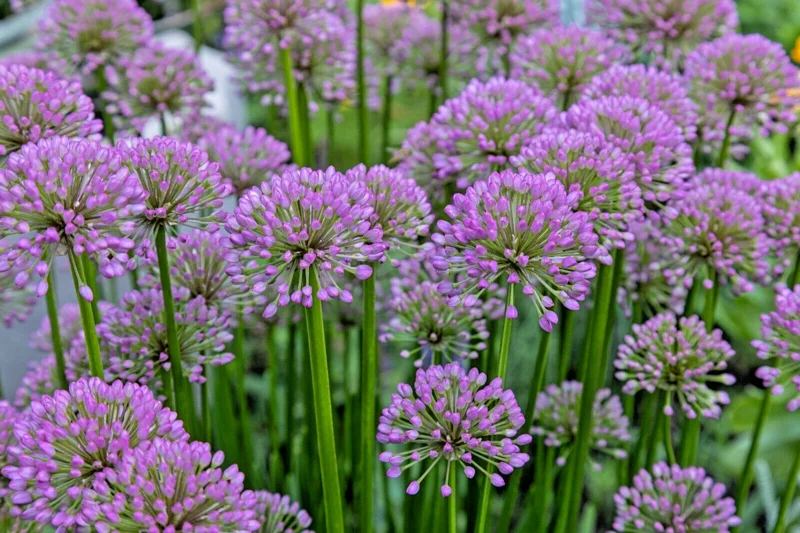 Allium Millenium Flower Seeds - Ornamental Onion, Lavender, Hardy - 200 Seeds - Image 2