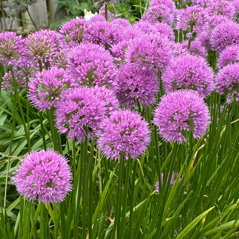 Allium Millenium Ornamental Onion Live Plant - Purple Flowers - 6-8 Inch Tall Perennial - Image 2