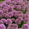 Allium Millenium Ornamental Onion Live Plant - Purple Flowers - 6-8 Inch Tall Perennial Allium Millenium Ornamental Onion Live Plant - Purple Flowers - 6-8 Inch Tall Perennial - Image 1