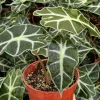 Alocasia Amazonica Live Plant – African Mask Houseplant – 4 Inch Pot – Indoor - Image 1