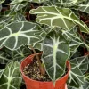 Alocasia Amazonica Live Plant - African Mask Plant - 4 Inch Pot - Indoor Alocasia Amazonica Live Plant - African Mask Plant - 4 Inch Pot - Indoor - Image 1