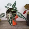 Alocasia Bambino Live Plant - 4 Inch Nursery Pot - Dwarf Jewel Alocasia - Indoor - Image 1