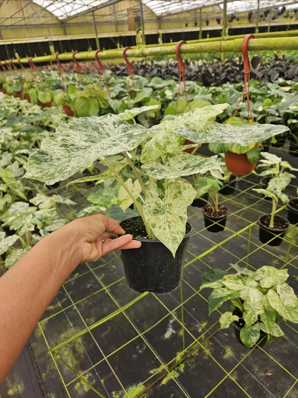 Alocasia Blizzard Live Tropical Plant - 4 or 6 Inch Pot - Indoor Houseplant - Image 2