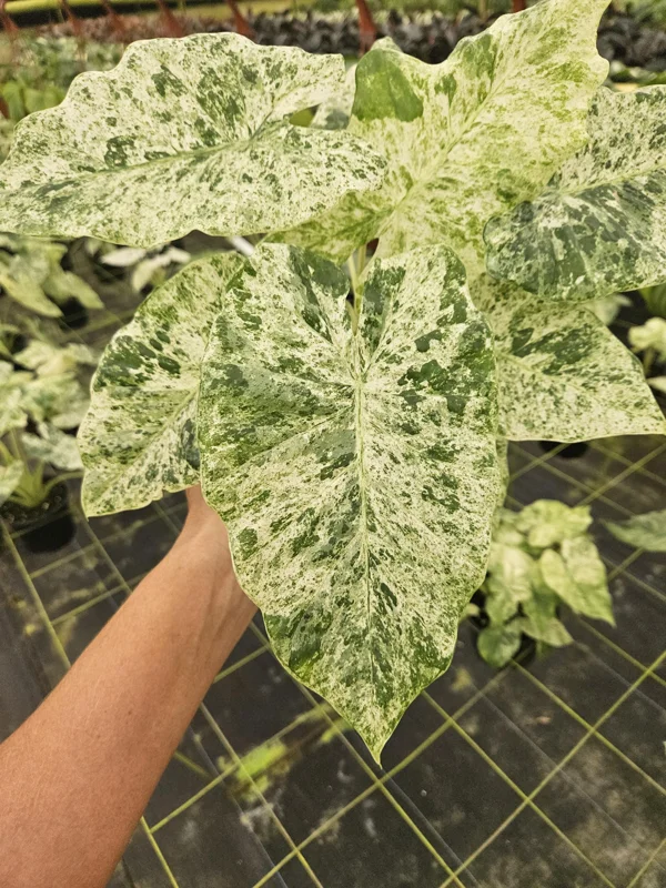 Alocasia Blizzard Live Tropical Plant - 4 or 6 Inch Pot - Indoor Houseplant - Image 1