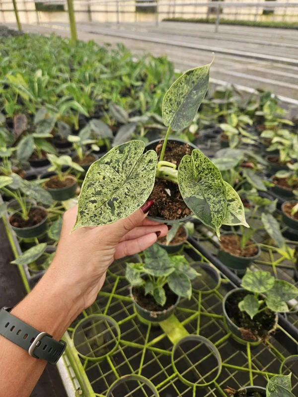 Alocasia Dragon Scale Variegated Live Plant - 4 Inch Pot for Indoors - Image 2