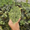 Alocasia Dragon Scale Variegated Live Plant - 4 Inch Pot for Indoors - Image 1