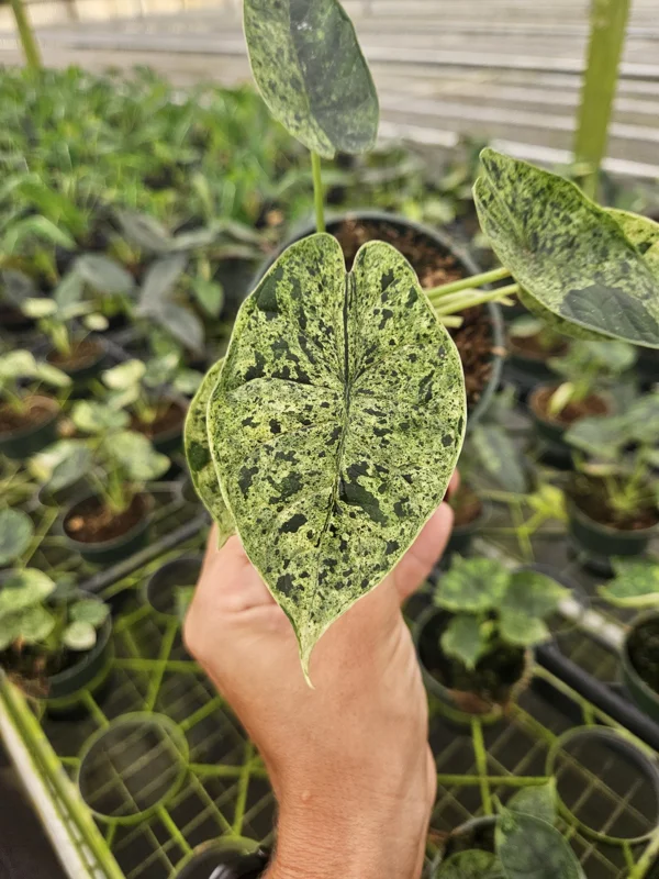 Alocasia Dragon Scale Variegated Live Plant - 4 Inch Pot for Indoors - Image 1