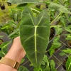 Alocasia Frydek Live Plant – Rare Tropical Houseplant – 4 Inch or 6 Inch Pot – Indoor - Image 1