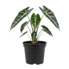 Alocasia Live Plant – Rare Houseplant – 4-7 Inches Tall – 4 Inch Pot – Indoor Alocasia Live Plant – Rare Houseplant – 4-7 Inches Tall – 4 Inch Pot – Indoor - Image 1