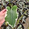 Alocasia Mickey Mouse Live Plant - 4 Inch Pot - Indoor Houseplant - Image 1