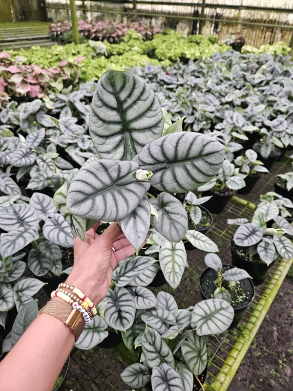 Alocasia Silver Dragon Live Plant – Potted Houseplant – 6 Inch Pot - Image 2