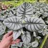 Alocasia Silver Dragon Live Plant – Potted Houseplant – 6 Inch Pot - Image 1