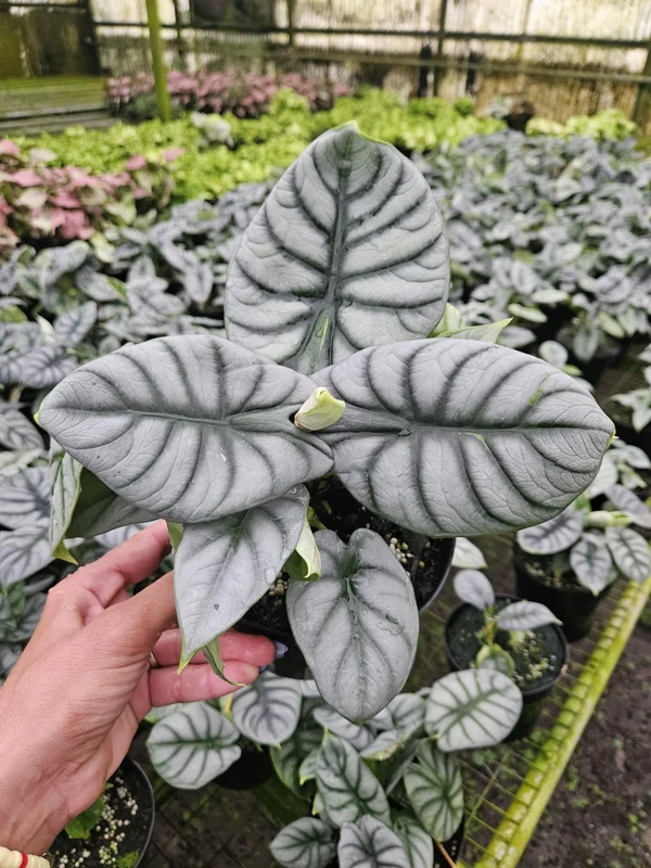 Alocasia Silver Dragon Live Plant – Potted Houseplant – 6 Inch Pot - Image 1