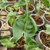 Alocasia Stingray Live Plant - 4 Inch Pot - Tropical Houseplant - Image 1