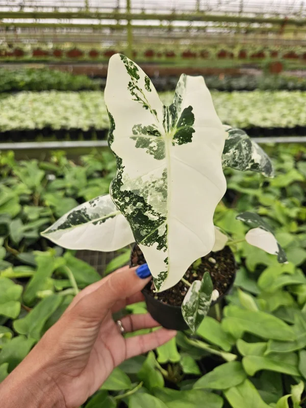 Alocasia Variegated Frydek Live Plant - Rare Tropical Houseplant - 4 or 6 Inch Pot - Image 2