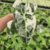 Alocasia Variegated Frydek Live Plant - Rare Tropical Houseplant - 4 or 6 Inch Pot - Image 1