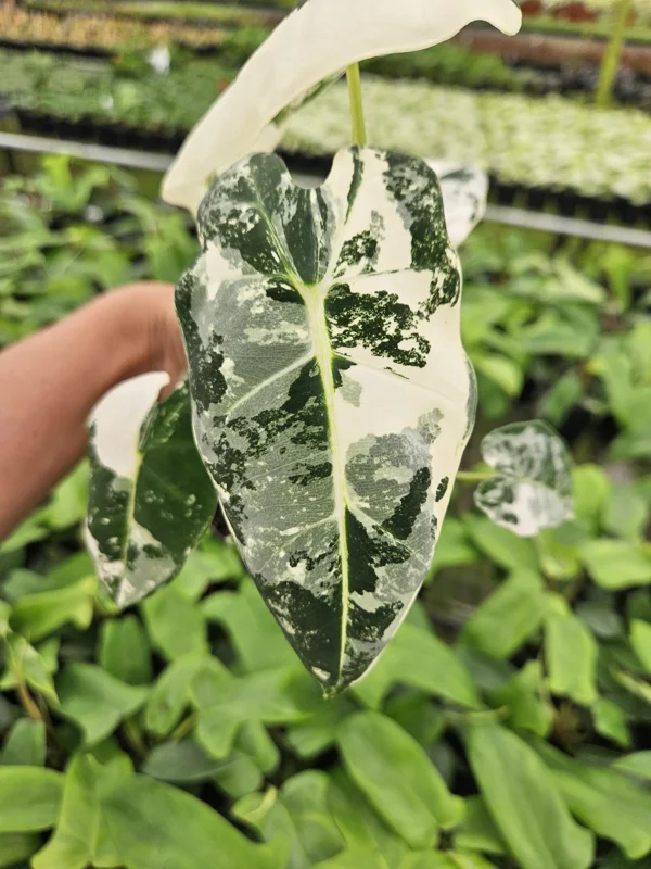 Alocasia Variegated Frydek Live Plant - Rare Tropical Houseplant - 4 or 6 Inch Pot - Image 1