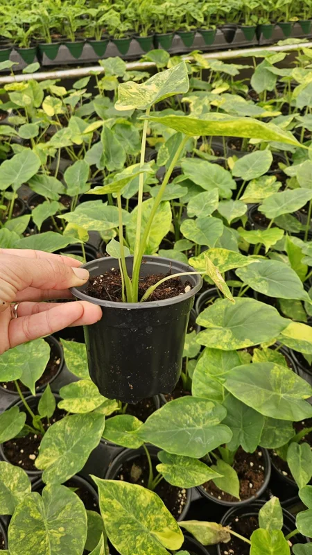 Alocasia Variegated Odora Live Plant - Rare Tropical Houseplant - 4 Inch Nursery Pot - Image 2