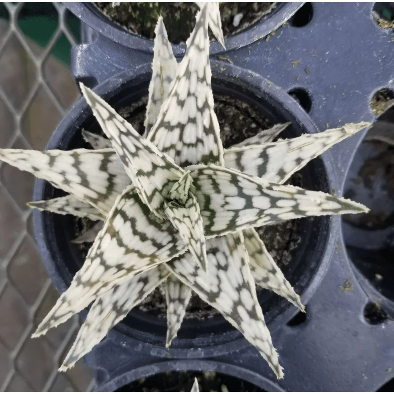 Aloe Blizzard Dwarf Succulent Live Plant – 4 inch Pot – Indoor Aloe Blizzard Dwarf Succulent Live Plant – 4 inch Pot – Indoor - Image 1