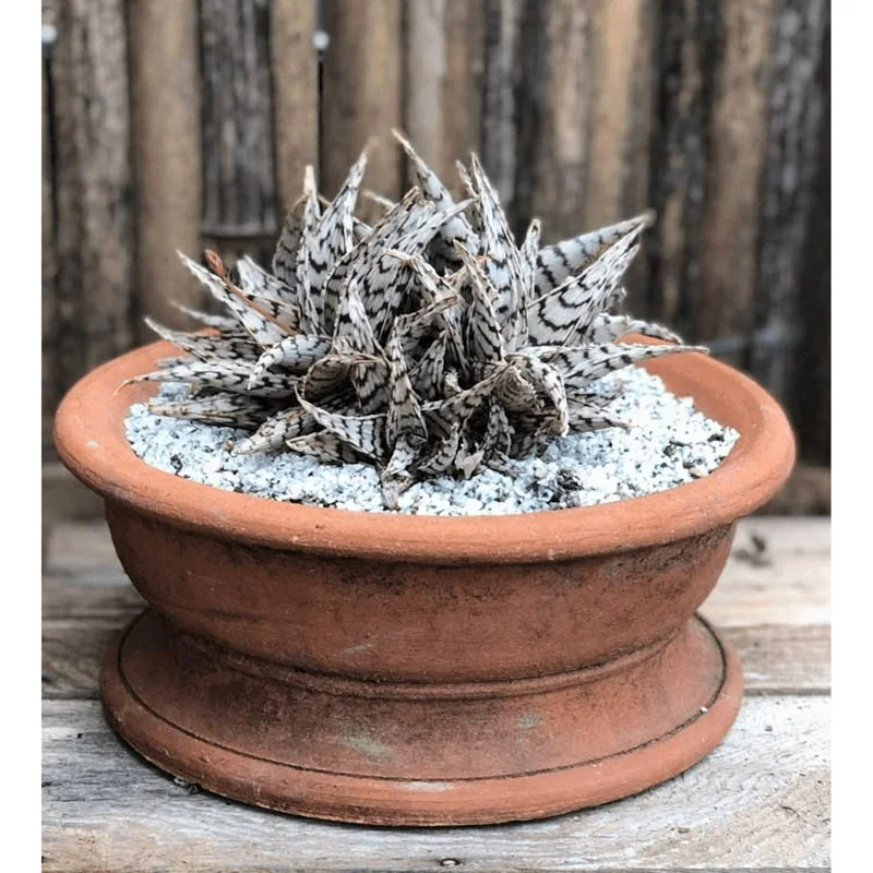 Aloe Blizzard Dwarf Succulent Live Plant – 4 inch Pot – Indoor Aloe Blizzard Dwarf Succulent Live Plant – 4 inch Pot – Indoor - Image 2