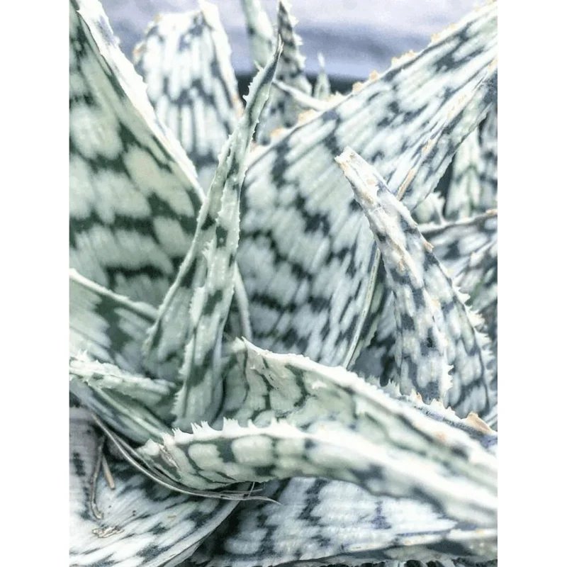 Aloe Blizzard Dwarf Succulent Live Plant – 4 inch Pot – Indoor Aloe Blizzard Dwarf Succulent Live Plant – 4 inch Pot – Indoor - Image 4