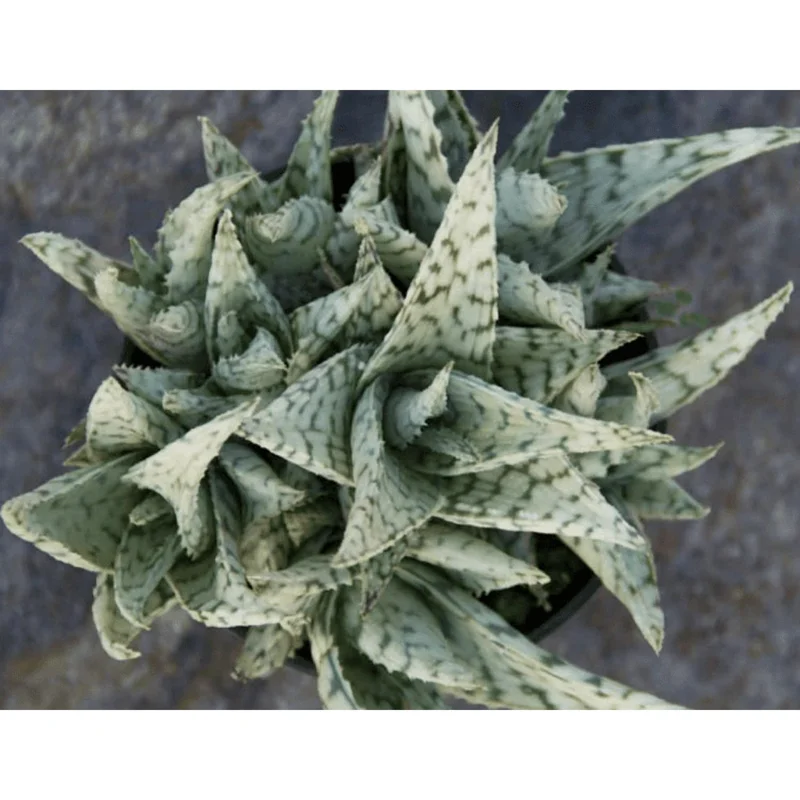 Aloe Blizzard Dwarf Succulent Live Plant – 4 inch Pot – Indoor Aloe Blizzard Dwarf Succulent Live Plant – 4 inch Pot – Indoor - Image 5