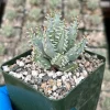 Aloe Erinacea Live Plant - Hedgehog Mountain Aloe Succulent - 4 Inch Pot - Image 1