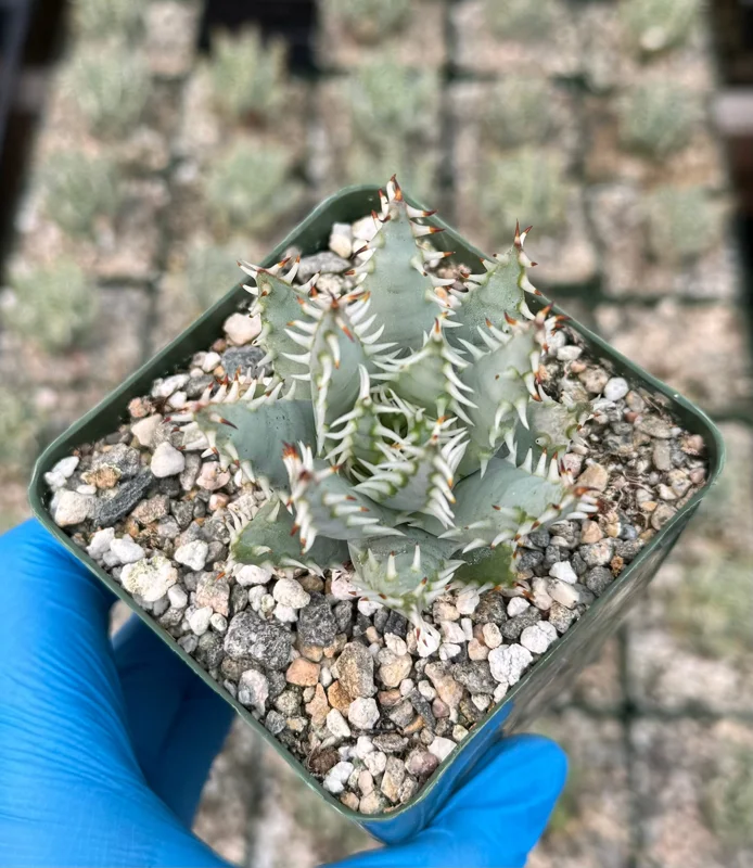 Aloe Erinacea Live Plant - Rare Hedgehog Succulent in 4 Inch Pot Aloe Erinacea Live Plant - Rare Hedgehog Succulent in 4 Inch Pot - Image 2