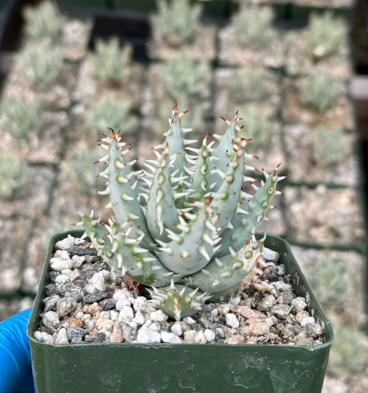 Aloe Erinacea Live Plant - Rare Hedgehog Succulent in 4 Inch Pot Aloe Erinacea Live Plant - Rare Hedgehog Succulent in 4 Inch Pot - Image 3