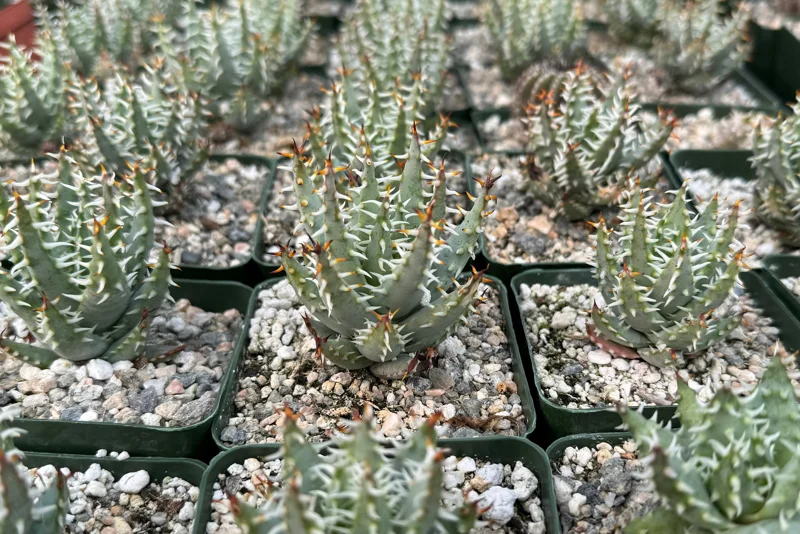 Aloe Erinacea Live Plant - Rare Hedgehog Succulent in 4 Inch Pot Aloe Erinacea Live Plant - Rare Hedgehog Succulent in 4 Inch Pot - Image 4