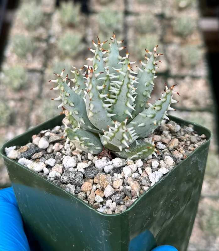 Aloe Erinacea Live Plant - Rare Hedgehog Succulent in 4 Inch Pot Aloe Erinacea Live Plant - Rare Hedgehog Succulent in 4 Inch Pot - Image 1