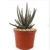 Aloe Purple Haze Live Plant - 4 Inch Pot - Cactus Succulent for Home Decor - Image 1