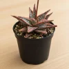 Aloe Purple Haze Live Succulent Plant – 4 Inch Pot – Rare Indoor Houseplant Aloe Purple Haze Live Succulent Plant – 4 Inch Pot – Rare Indoor Houseplant - Image 1