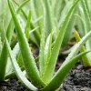 Aloe Vera Live Plant – 4 Inch Pot – Medicinal Succulent for Home Garden - Image 1