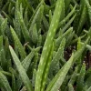 Aloe Vera Live Plant - Medicinal Houseplant - 2 Inch Pot - Image 1