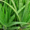 Aloe Vera Live Plant – Medicinal Houseplant – 4 Inch Pot – Indoor/Outdoor Aloe Vera Live Plant – Medicinal Houseplant – 4 Inch Pot – Indoor/Outdoor - Image 1