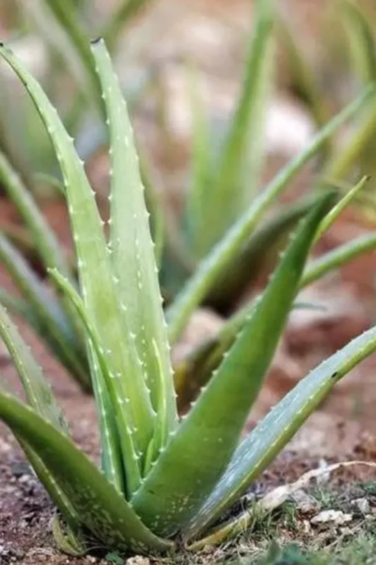 Aloe Vera Live Plant – Small Seedling – 4 Inch Pot – Succulent Houseplant Aloe Vera Live Plant – Small Seedling – 4 Inch Pot – Succulent Houseplant - Image 10
