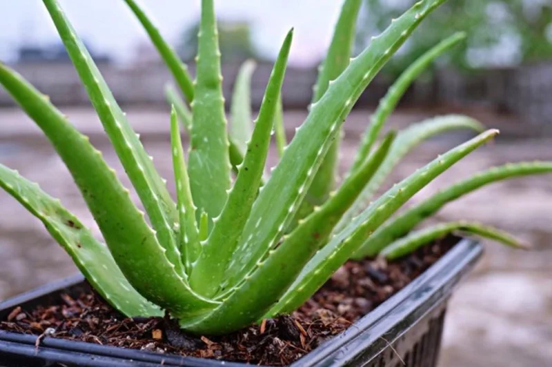 Aloe Vera Live Plant – Small Seedling – 4 Inch Pot – Succulent Houseplant Aloe Vera Live Plant – Small Seedling – 4 Inch Pot – Succulent Houseplant - Image 2
