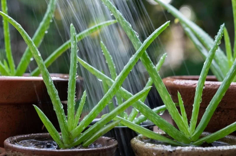 Aloe Vera Live Plant – Small Seedling – 4 Inch Pot – Succulent Houseplant Aloe Vera Live Plant – Small Seedling – 4 Inch Pot – Succulent Houseplant - Image 3