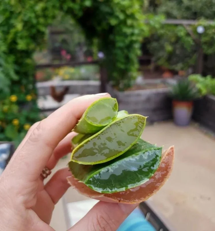 Aloe Vera Live Plant – Small Seedling – 4 Inch Pot – Succulent Houseplant Aloe Vera Live Plant – Small Seedling – 4 Inch Pot – Succulent Houseplant - Image 4