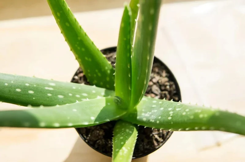 Aloe Vera Live Plant – Small Seedling – 4 Inch Pot – Succulent Houseplant Aloe Vera Live Plant – Small Seedling – 4 Inch Pot – Succulent Houseplant - Image 5