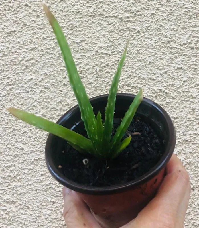 Aloe Vera Live Plant – Small Seedling – 4 Inch Pot – Succulent Houseplant Aloe Vera Live Plant – Small Seedling – 4 Inch Pot – Succulent Houseplant - Image 6