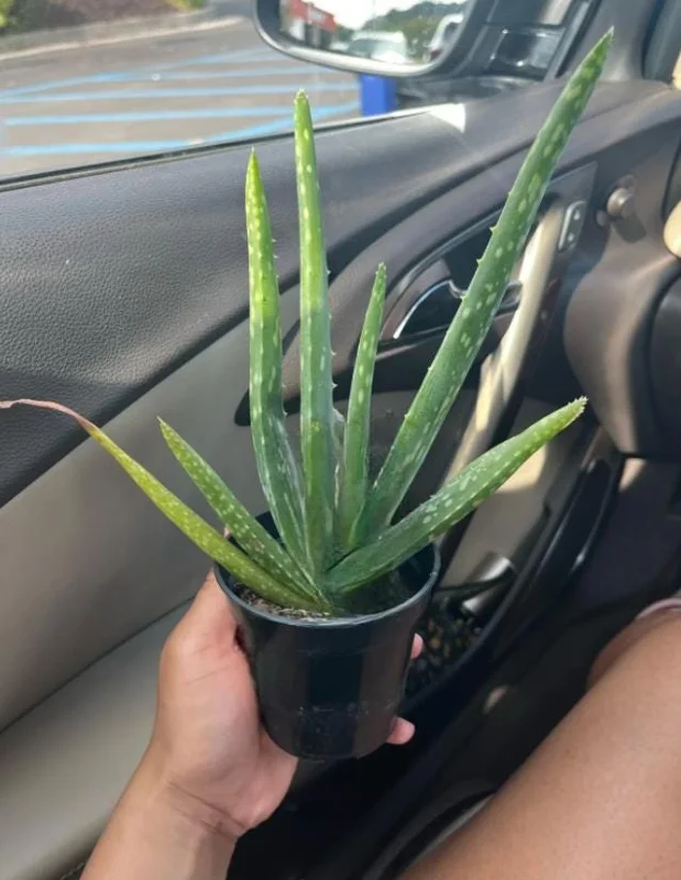 Aloe Vera Live Plant – Small Seedling – 4 Inch Pot – Succulent Houseplant Aloe Vera Live Plant – Small Seedling – 4 Inch Pot – Succulent Houseplant - Image 7