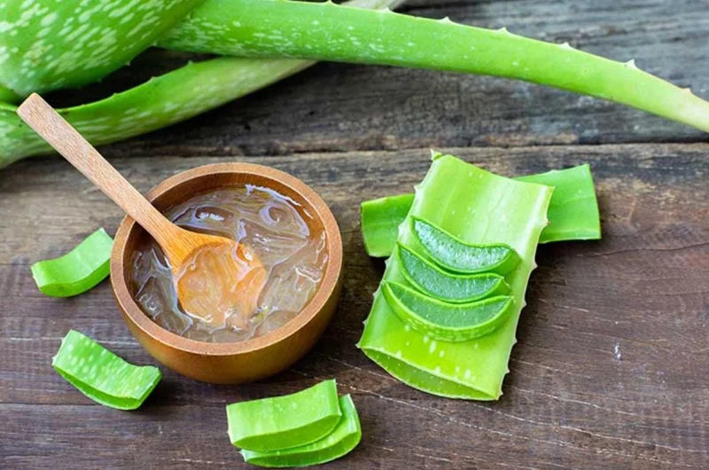 Aloe Vera Live Plant – Small Seedling – 4 Inch Pot – Succulent Houseplant Aloe Vera Live Plant – Small Seedling – 4 Inch Pot – Succulent Houseplant - Image 8