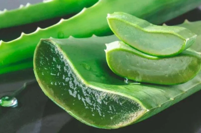 Aloe Vera Live Plant – Small Seedling – 4 Inch Pot – Succulent Houseplant Aloe Vera Live Plant – Small Seedling – 4 Inch Pot – Succulent Houseplant - Image 9