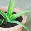 Aloe Vera Live Plant – Small Seedling – 4 Inch Pot – Succulent Houseplant - Image 1
