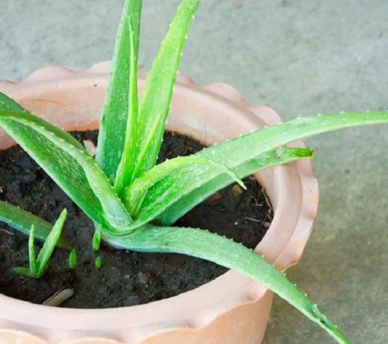 Aloe Vera Live Plant – Small Seedling – 4 Inch Pot – Succulent Houseplant Aloe Vera Live Plant – Small Seedling – 4 Inch Pot – Succulent Houseplant - Image 1