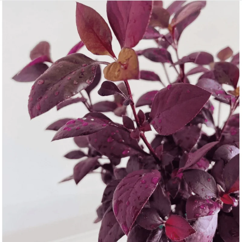 Alternanthera Little Ruby Live Plant, 4-6 Inch Tall, Ruby-Purple Foliage, 2-Pack Alternanthera Little Ruby Live Plant, 4-6 Inch Tall, Ruby-Purple Foliage, 2-Pack - Image 2